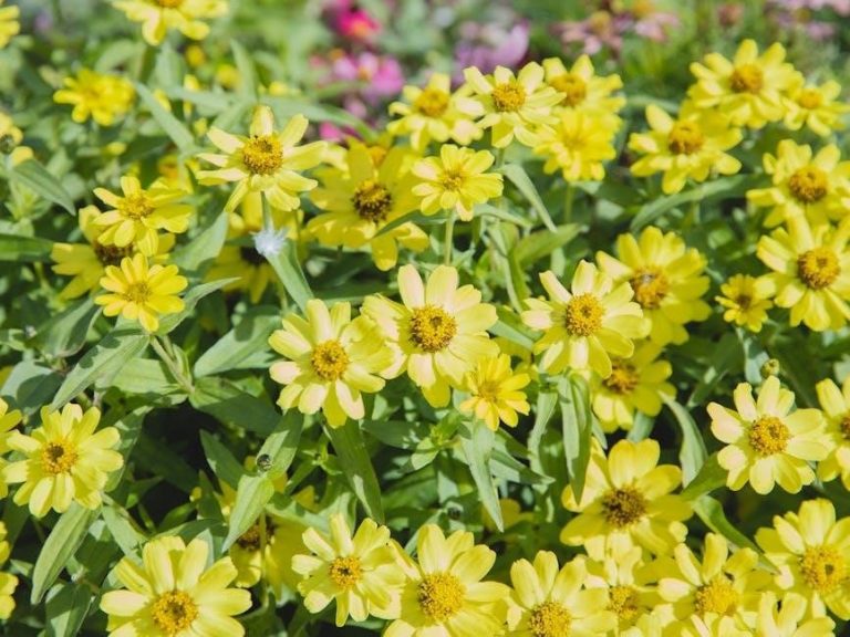 australian bush flower essences list pdf
